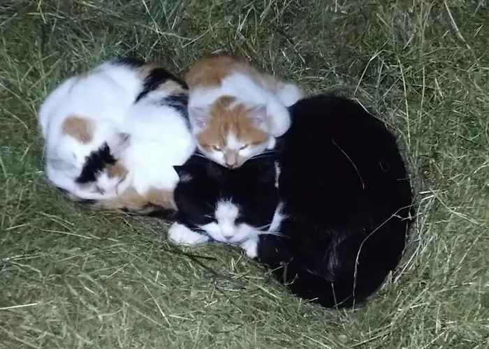 Woerglerhof's Huettenapartments Mit Kachelofen *