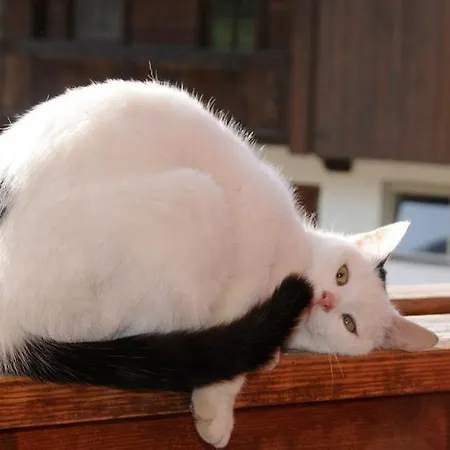 Woerglerhof's Huettenapartments Mit Kachelofen Çiftlik konaklama Alpbach